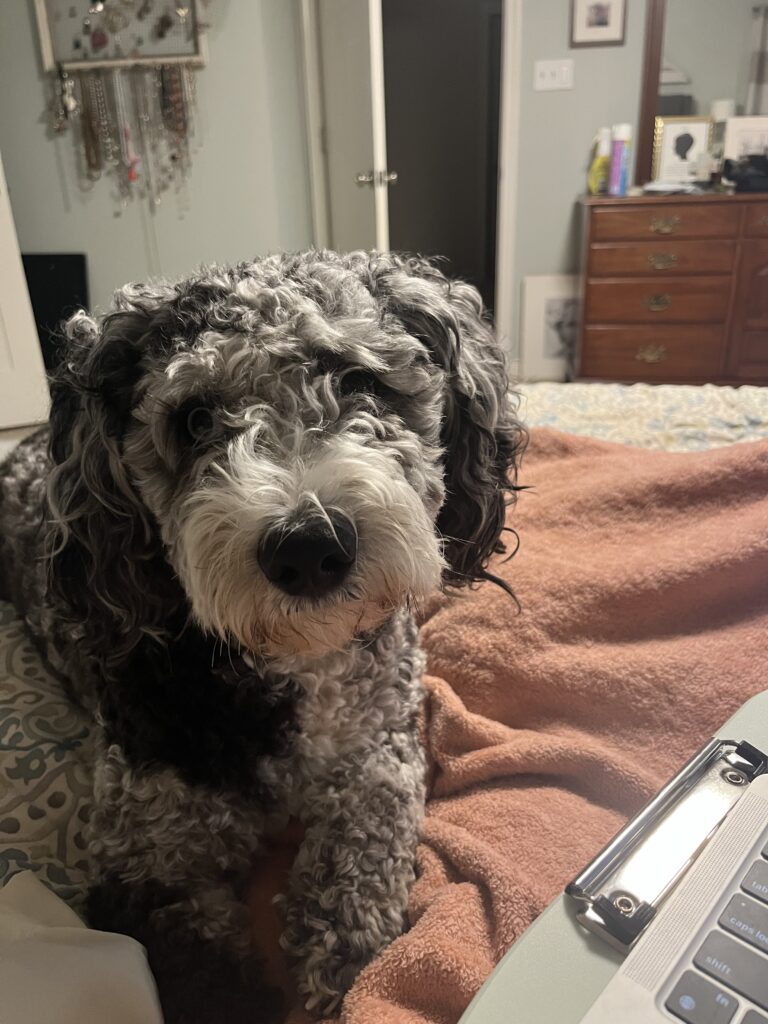 Kamo's Adventures in Ashland, Va 4 Kamo the doodle