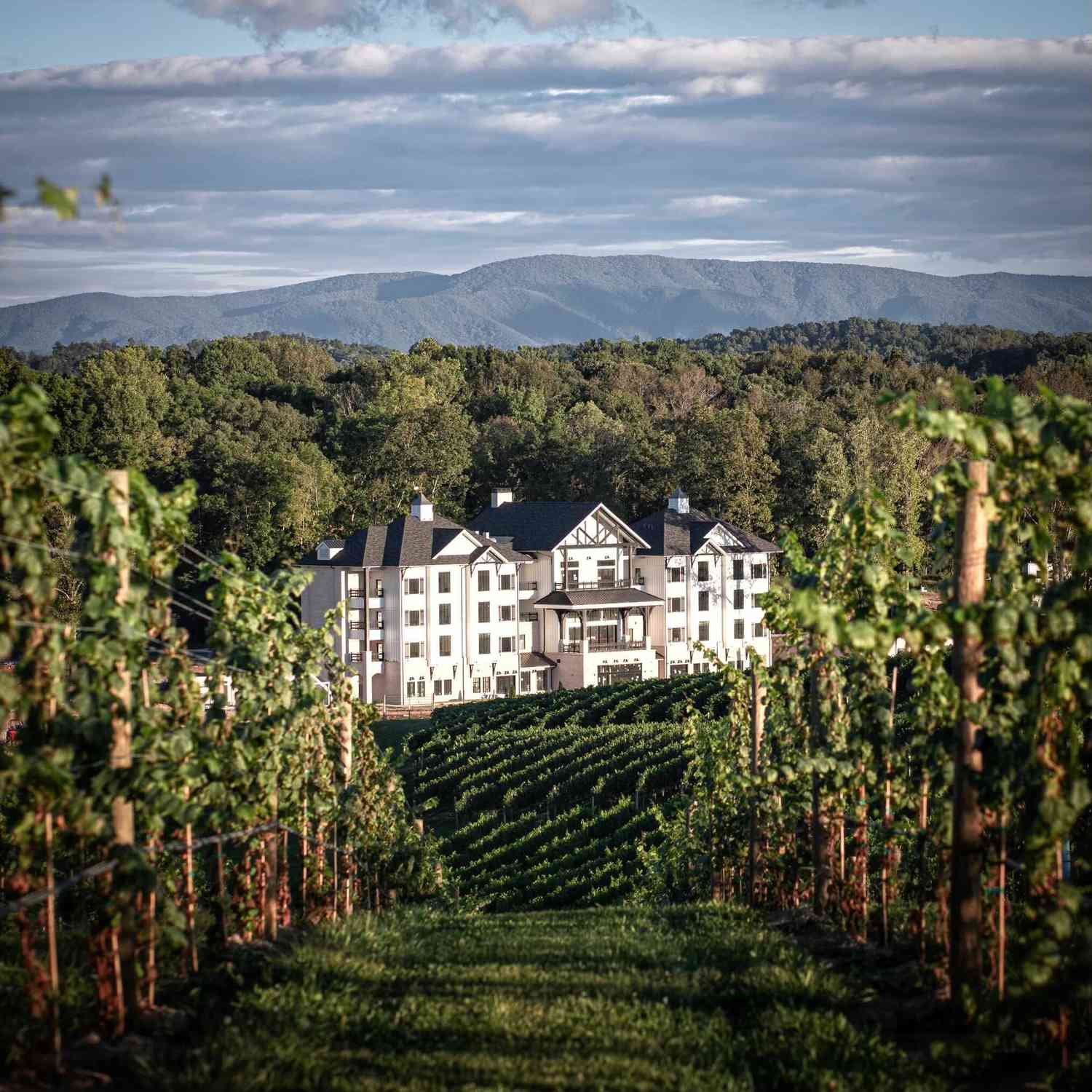 Chriswell farm vineyards