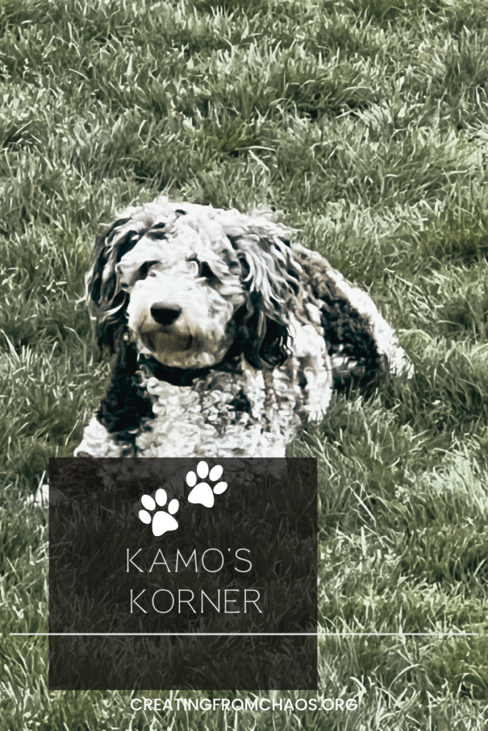 Kamo - Master Service Dog Training: Ultimate Guide 1 Kamo the service dog and best companion