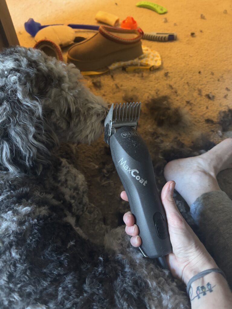 Save over $2,000/yr by grooming your Doodle at Home 4 IMG 2909