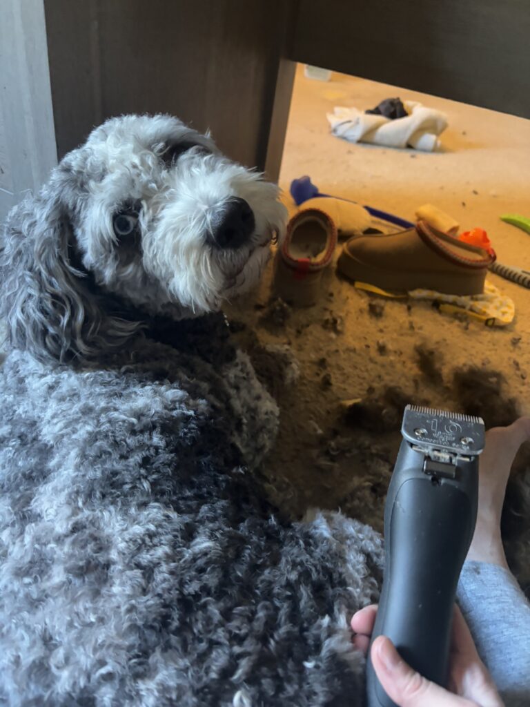 Save over $2,000/yr by grooming your Doodle at Home 5 IMG 2911
