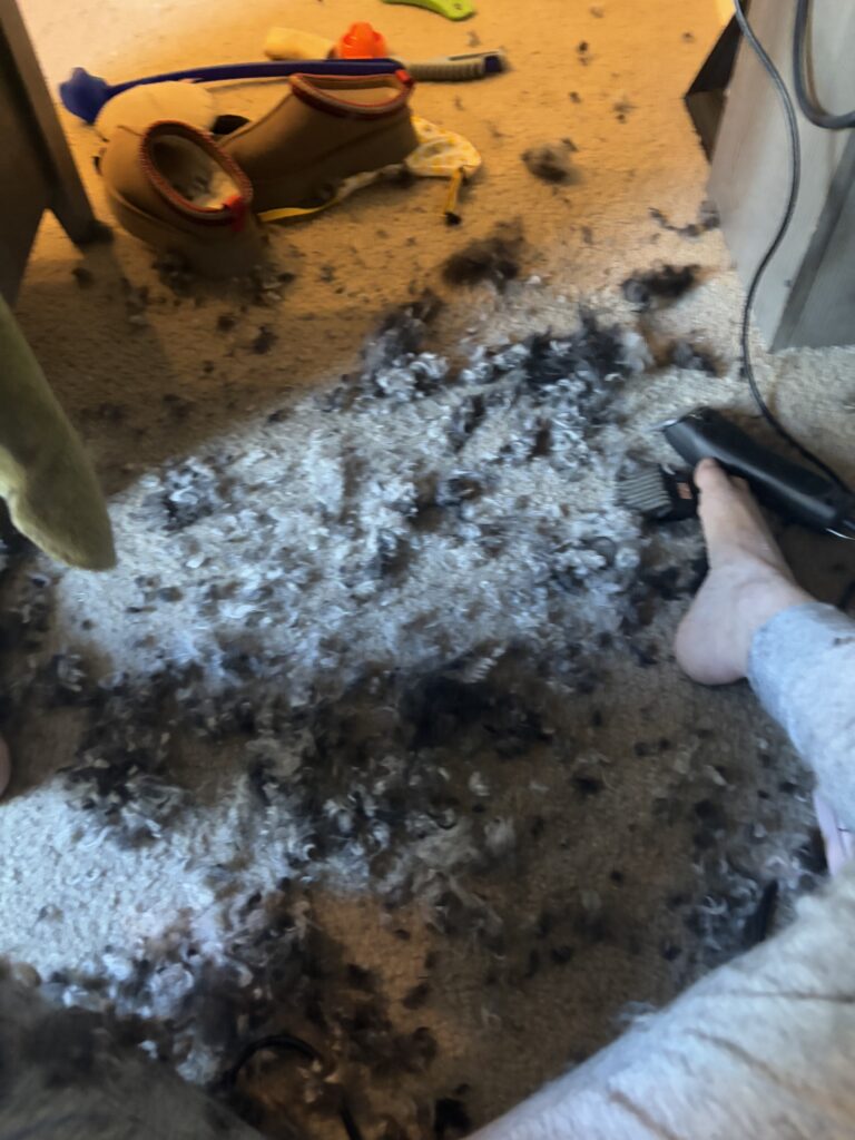 Save over $2,000/yr by grooming your Doodle at Home 6 IMG 2913